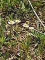 Bellis annua