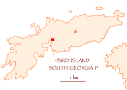 Птичий остров