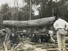 British logging in North Borneo, 1926 Borneo logging 1926.jpg