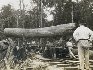 A huge log being placed on a railroad car at B...