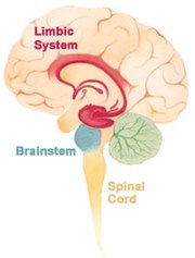 The limbic system within the brain.
