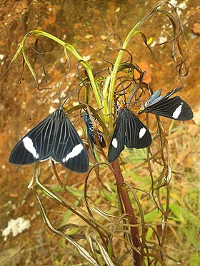 Mariposas do gênero Calodesma fotografadas na serra da Mantiqueira, sudeste do Brasil. Ao fundo, mariposa do gênero Cyanopepla.