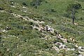 Пиренейский козел на Портс-де-Тортоза-Безейт
