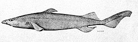 Чёрная собачья акула Фабрициуса
