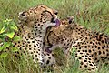 Cheetahs grooming each other