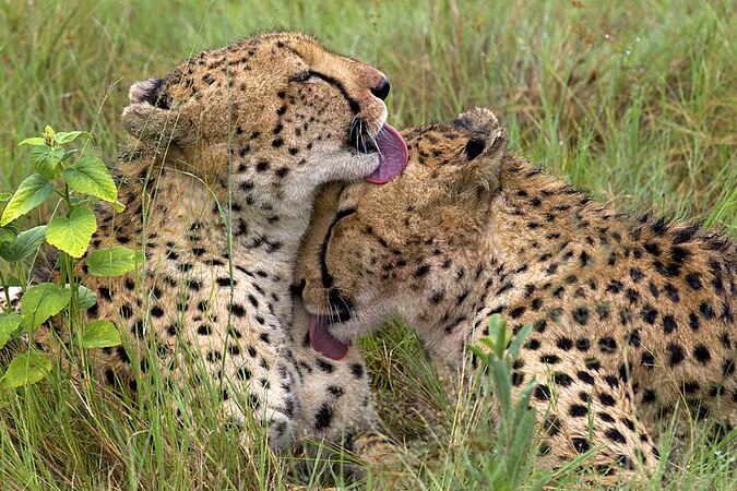 圖為一對年青的獵豹（學名：Acinonyx jubatus）兄弟在進食後互相清潔。攝於博茨瓦纳的奧卡萬戈三角洲。