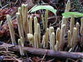 Clavariadelphus ligula, Colombie britannique