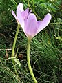 Colchicum speciosum