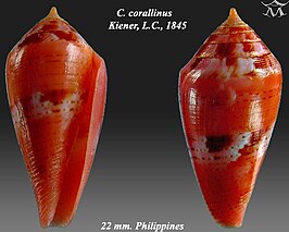 Conus corallinus