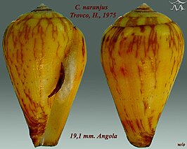 Conus naranjus