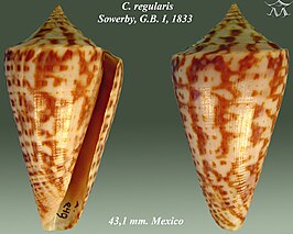 Conus regularis