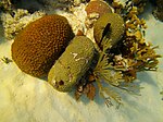 Кораллы - Montestrea cavernosa, Colpophyllia natans, Plexaura homomalla и Millepora alcicornis - Залив свиней - Cuba.jpg