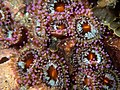 Jewel anemones (Corynactis australis)