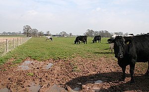 English: Cow Pasture Looking towards Cowhills ...