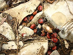 Nido de Cydnus aterrimus bajo una piedra (los individuos rojos son ninfas, el negro un adulto y el color crema un adulto acabado de emerger)