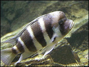 Cyphotilapia frontosa