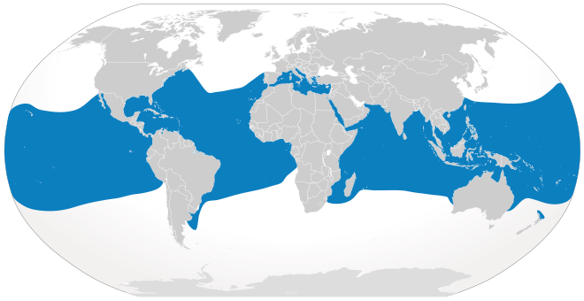 Distribución tiburón longimanus