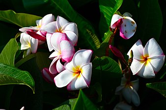 Plant of Thailand Yellow, White and Pink Trim petals - Plumeria in Thailand.