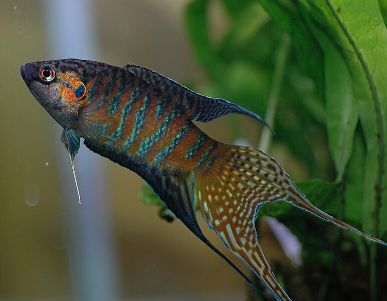 File:DV Paradise fish male 05.jpg