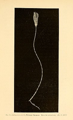 Bathycrinus gracilis a crinoid from the deepest dredge, at 2435 fathoms[14]: 453 