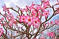 Adenium obesum