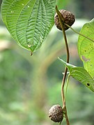 Dioscorea bulbifera (Luftkartoffel, Luftyams)