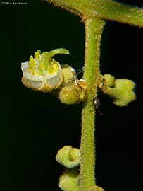 Close up of flower