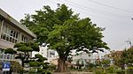 Elm of Haksaru.jpg