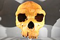 Heidelbergi ember (Homo heidelbergensis)