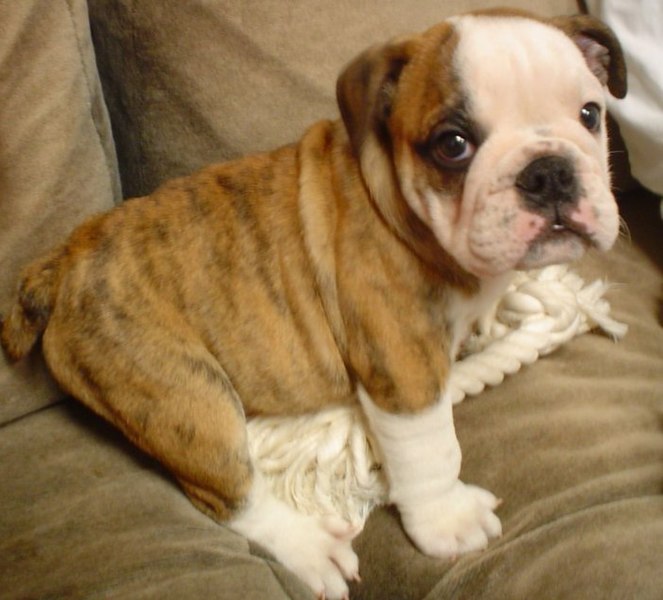 English-Bulldog-Puppies-baby_cute-funny-thumb_1