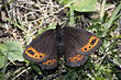 Erebia triaria