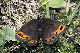 Zuidelijke erebia