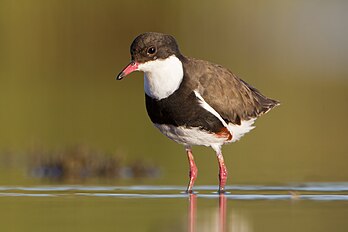 Un pluvier ceinturé, charadriidé de l'écozone australasienne. (définition réelle 2 560 × 1 707)