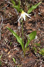 Miniatura para Erythronium montanum