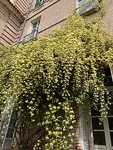 Rosa banksiae lutea presso il Castello ducale di Agliè