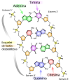 Representació de l'estructura secundària de l'ADN