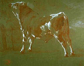 Étude de taureau, musée des Beaux-Arts de Bordeaux