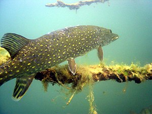 English: Northern Pike - picture taken with So...