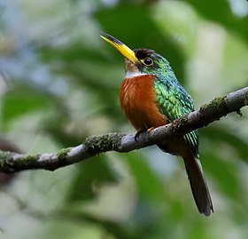 Ariramba-de-bico-amarelo macho en Presidente Figueiredo, estado de Amazonas, Brasil.