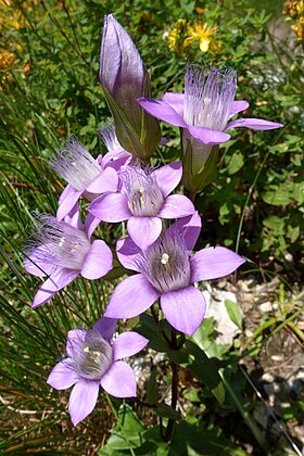 Rauer Kranzenzian (Gentianella aspera), Hochanger, Totes Gebirge von Tigerente