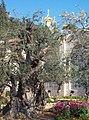 The Garden of Gethsemane in Jerusalem in 2006, with the Russian Orthodox Church of Mary Magdalene in the background. According to biblical texts, Jesus and his disciples are said to have prayed here the night before his crucifixion.