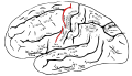 中心前溝。下前頭回の後方の境界を定める脳溝。