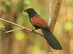 Thumbnail for Greater coucal