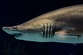 A Grey nurse shark at the Minnesota Zoo