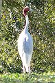 Sarus Crane (Grus antigone)