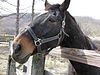 功労馬として余生を送っていたハギノカムイオー（2007年）