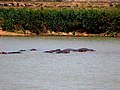 Nilpferde im See Maga.
