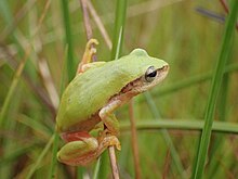 kleiner, grüner Frosch, der auf Grashalmen sitzt