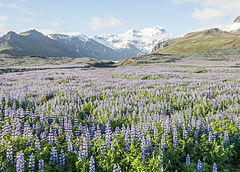 Lupinus nootkatensis[англ.]