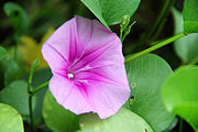 File:Ipomoea pes-caprae - flower view 01.jpg